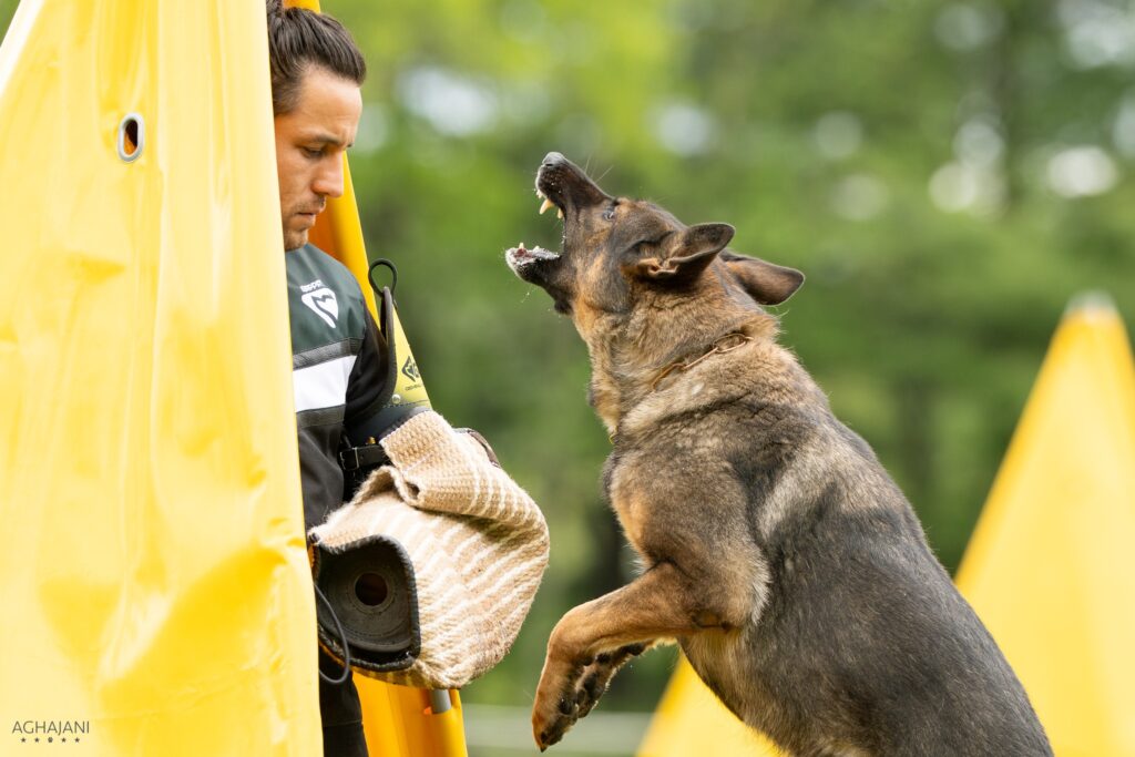 Derrike Lacross, IGP certified helper, working a German Shepherd during focused protection training.