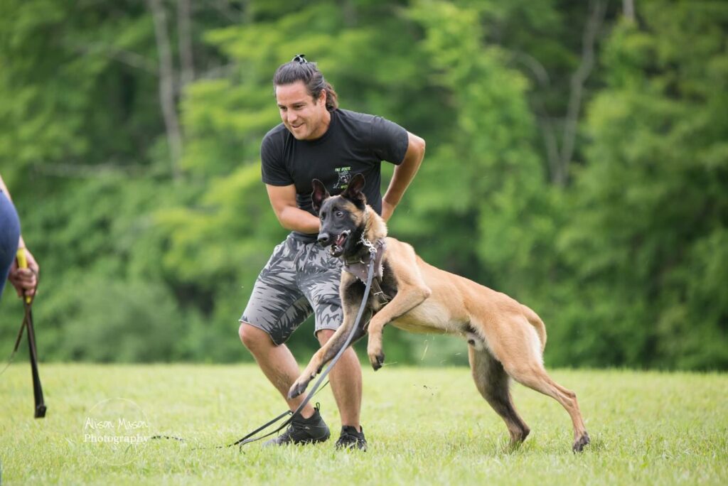 Derrike Lacross working with a Belgian Malinois during an obedience and protection training session in Rhode Island.