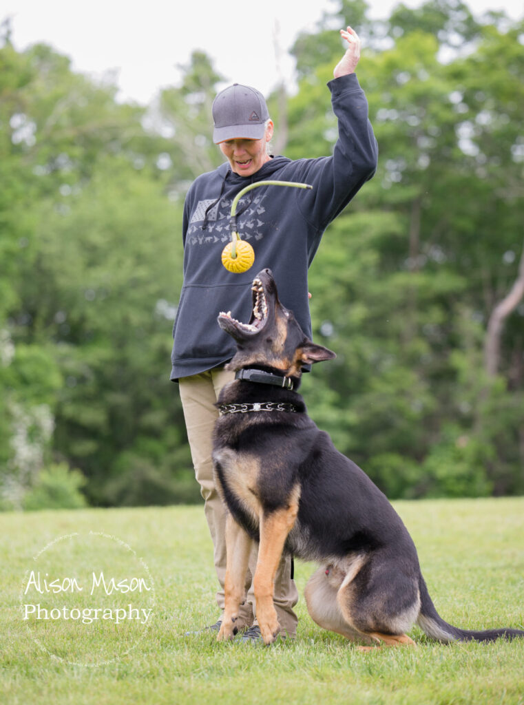 German Shepherd working with handler during protection dog development training