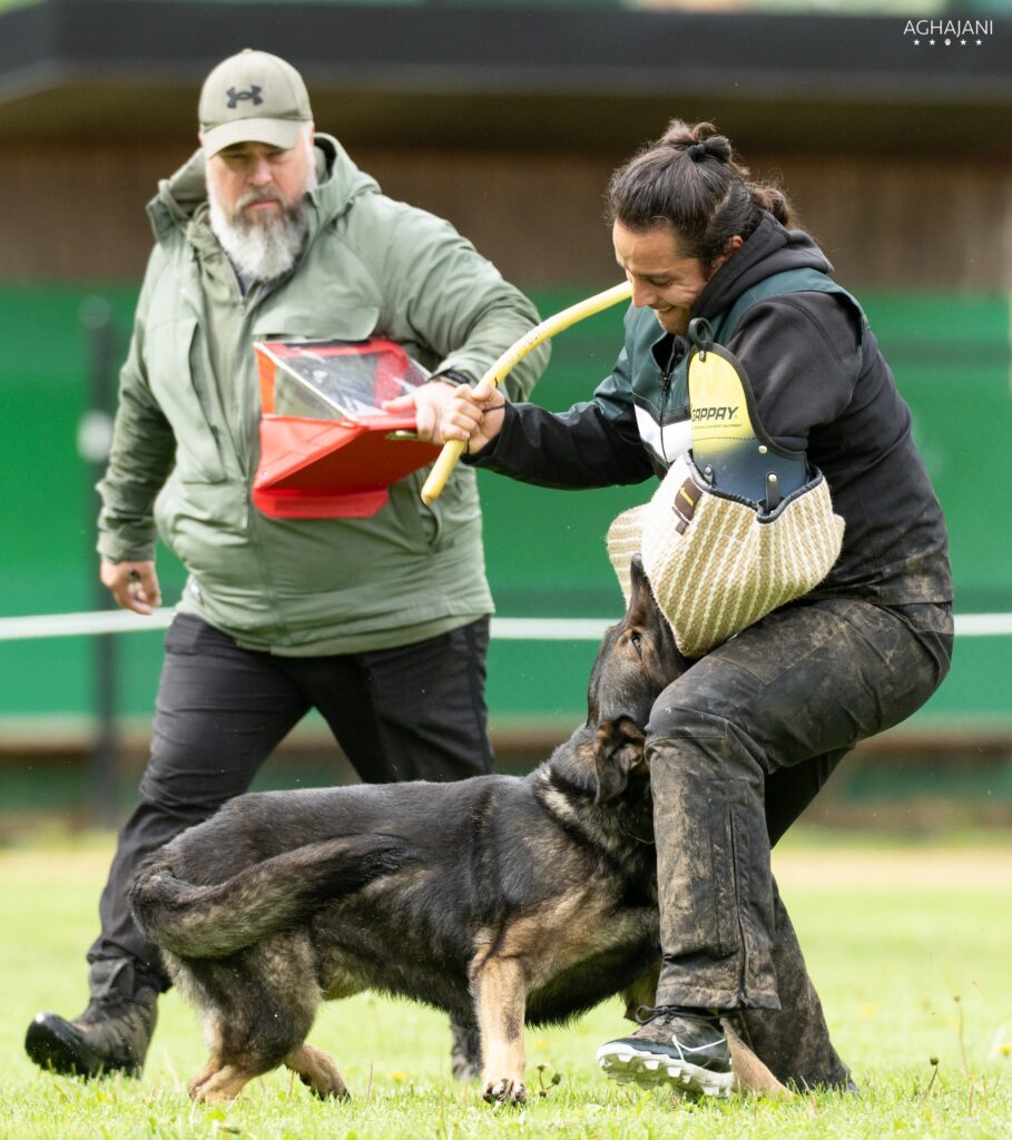 German Shepherd performing IGP protection training with helper at AWDF National Championship