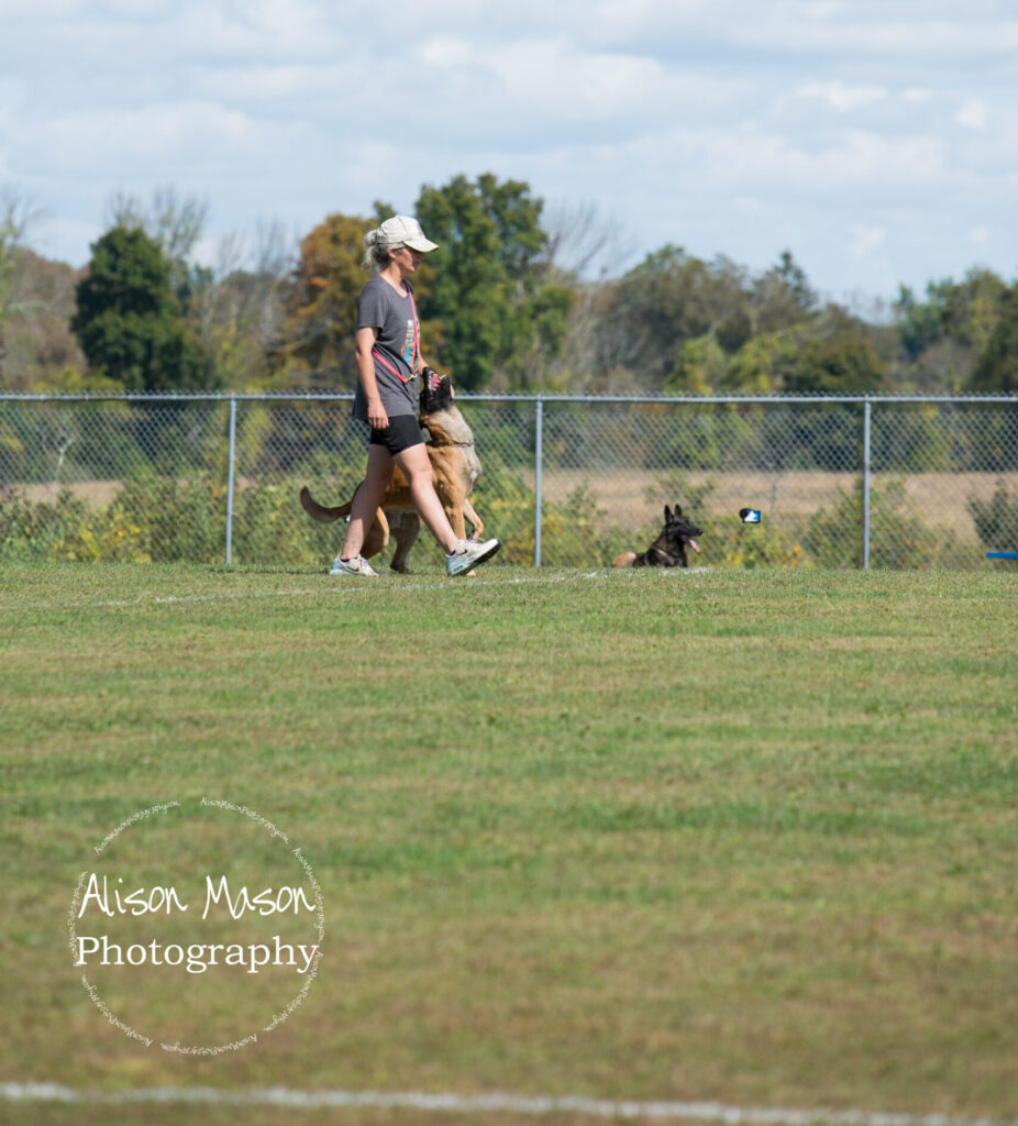 Handler heeling Belgian Malinois during IGP obedience training at Lacross K9