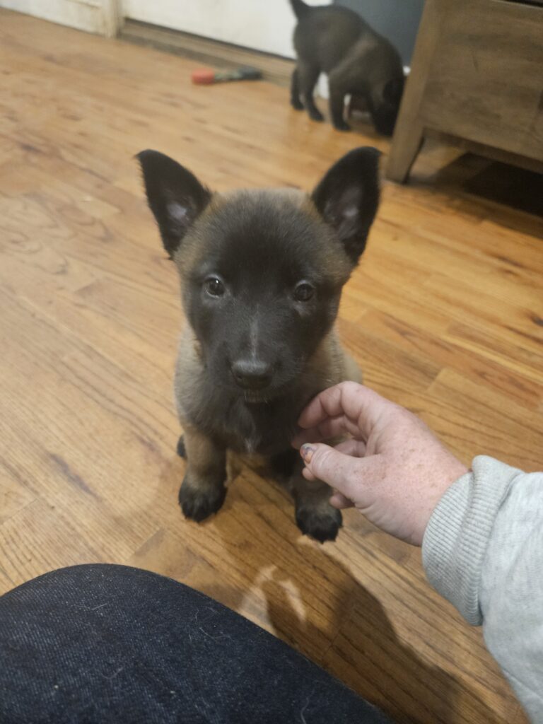 Mal Puppy Personal Protection Dog